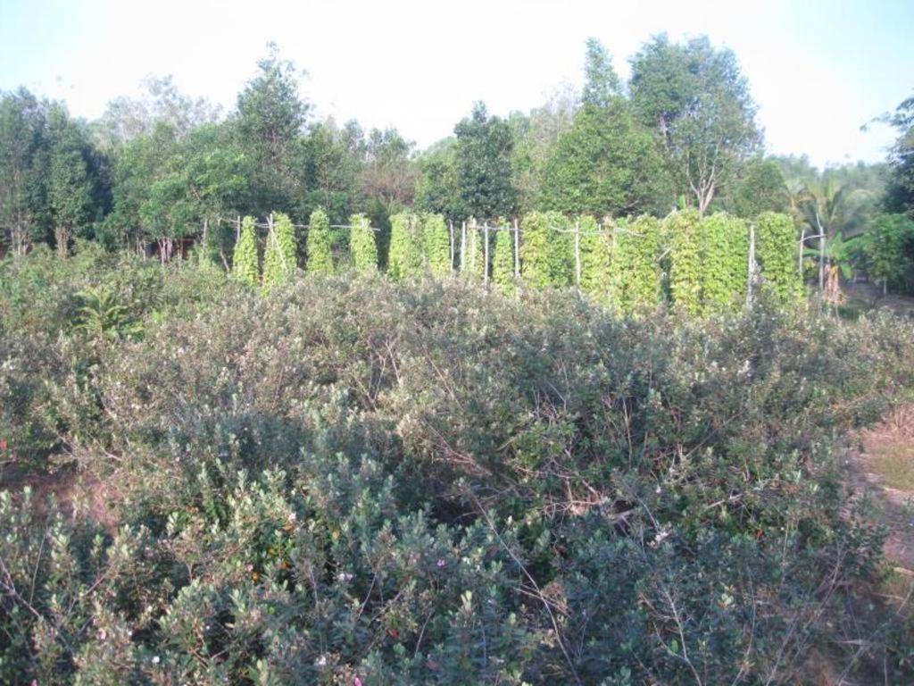 Pepper Farm Phu Quoc Bungalow Luaran gambar