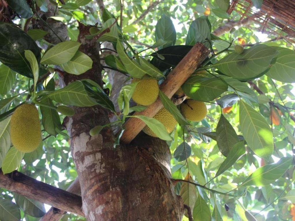 Pepper Farm Phu Quoc Bungalow Luaran gambar