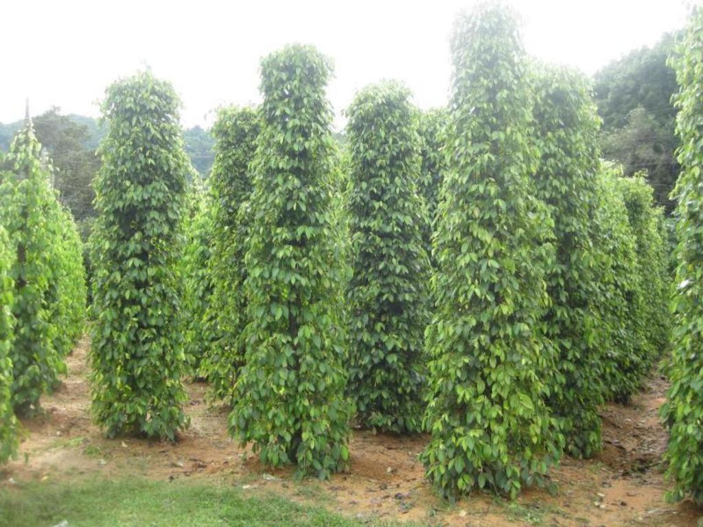 Pepper Farm Phu Quoc Bungalow Luaran gambar